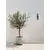 Aplica Nova Luce Regina, 2xE27, antracit, IP65